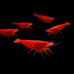 Crevette Sakura Rouge – Neocaridina Red Sakura | NeoTropic