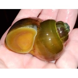 Lanistes nyassanus Chipoka F1 – Escargot du lac Malawi