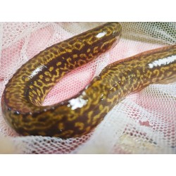 Mastacembelus shiranus Sauvage – Poisson du lac Malawi