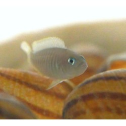 Neolamprologus multifasciatus, Elevage France Cichlidés Tanganyika