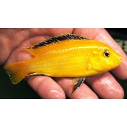 Labidochromis caeruleus Lion's Cove 6-8 cm – Cichlidé Malawi