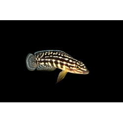 Julidochromis marksmithi Kipilli, Elevage France Cichlidés Tanganyika